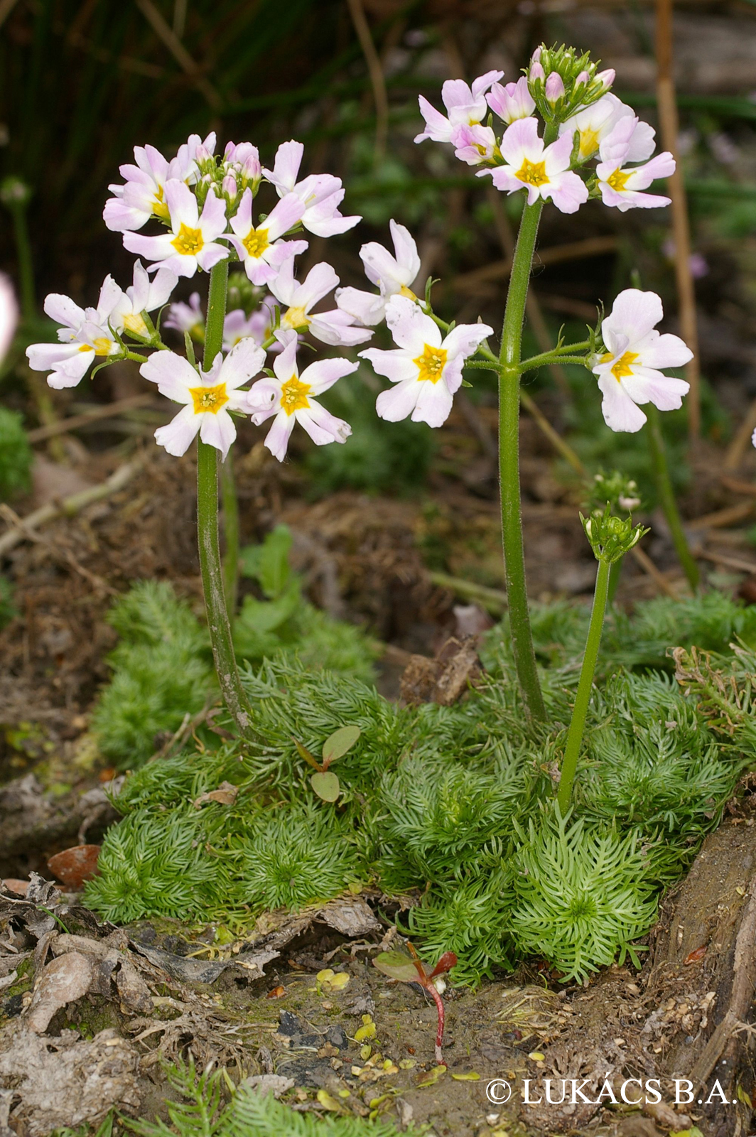 Hottonia palustris L.