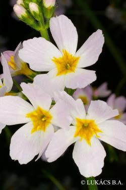 Hottonia palustris L. 3.Image