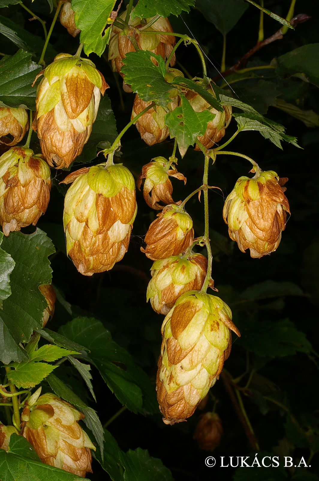 Humulus lupulus L.