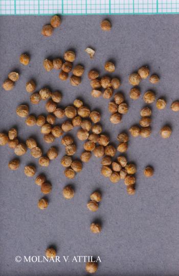 Humulus lupulus L. 2.Image