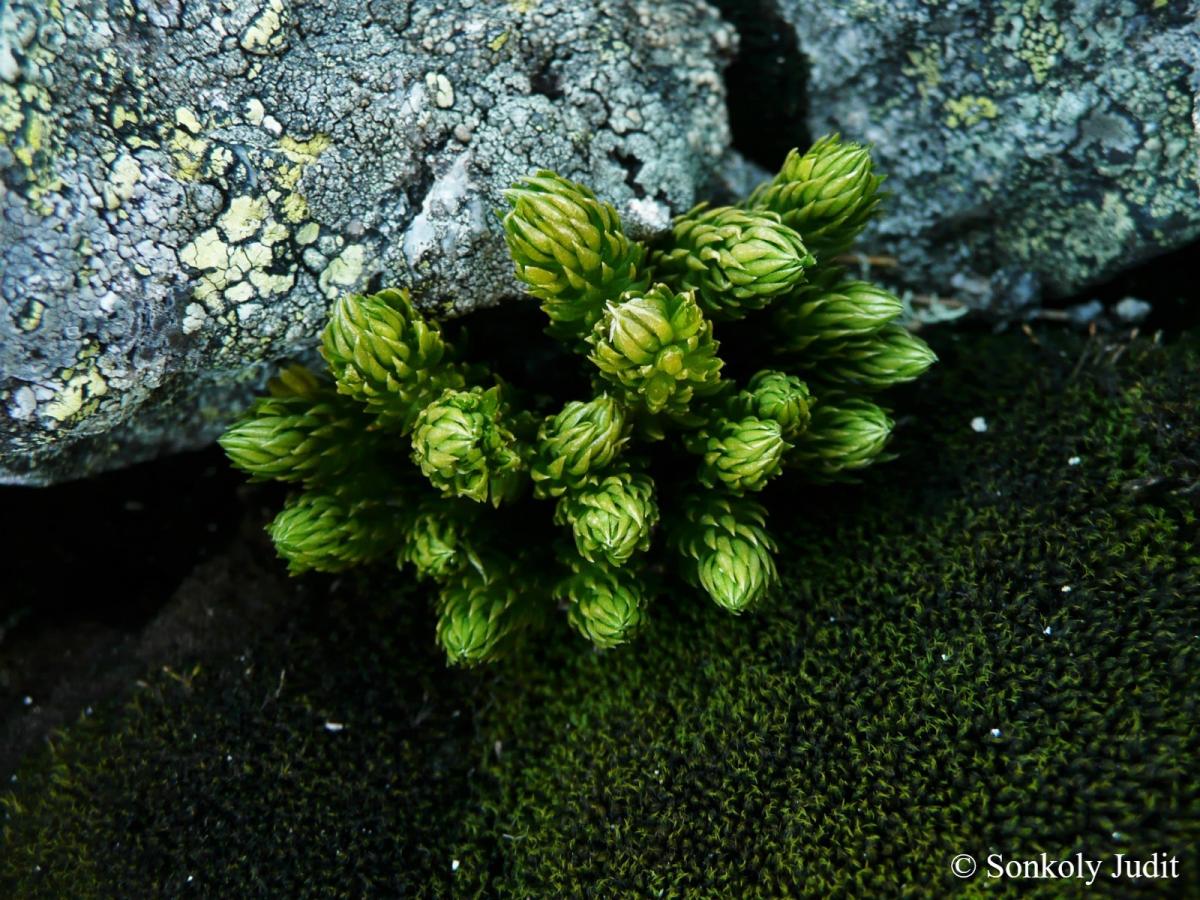 Huperzia selago (L.) Bernh.