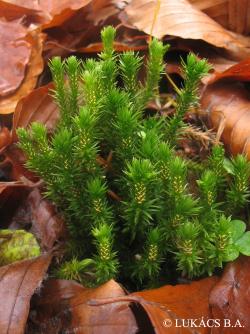 Huperzia selago (L.) Bernh. 2.Image