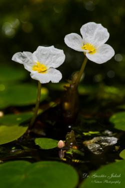 Hydrocharis morsus-ranae L. 3.Kép