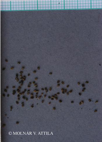Hydrocharis morsus-ranae L. 4.Kép