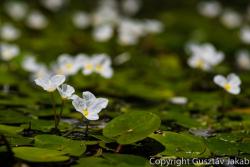 Hydrocharis morsus-ranae L. 2.Kép