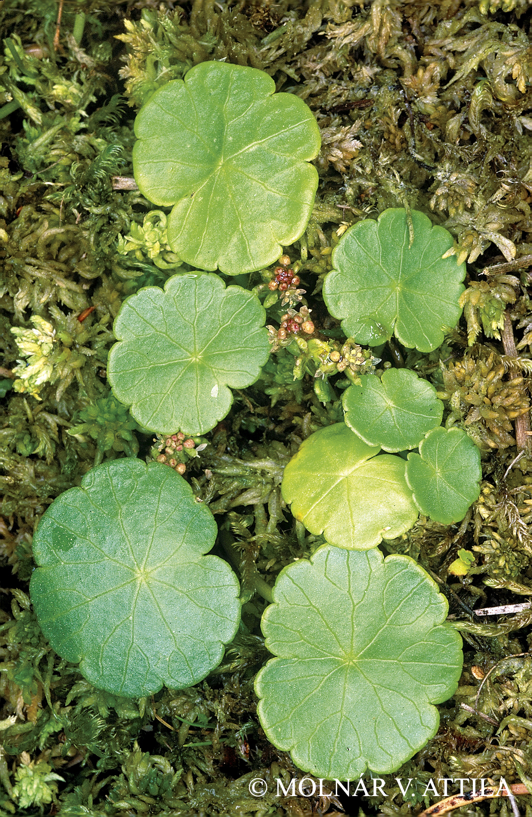 Hydrocotyle vulgaris L.