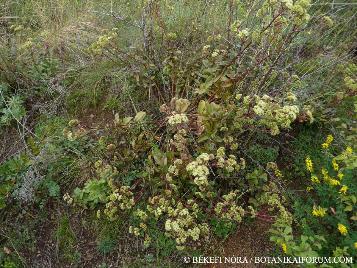 Hylotelephium telephium (L.) H. Ohba subsp. maximum (L.) H. Ohba