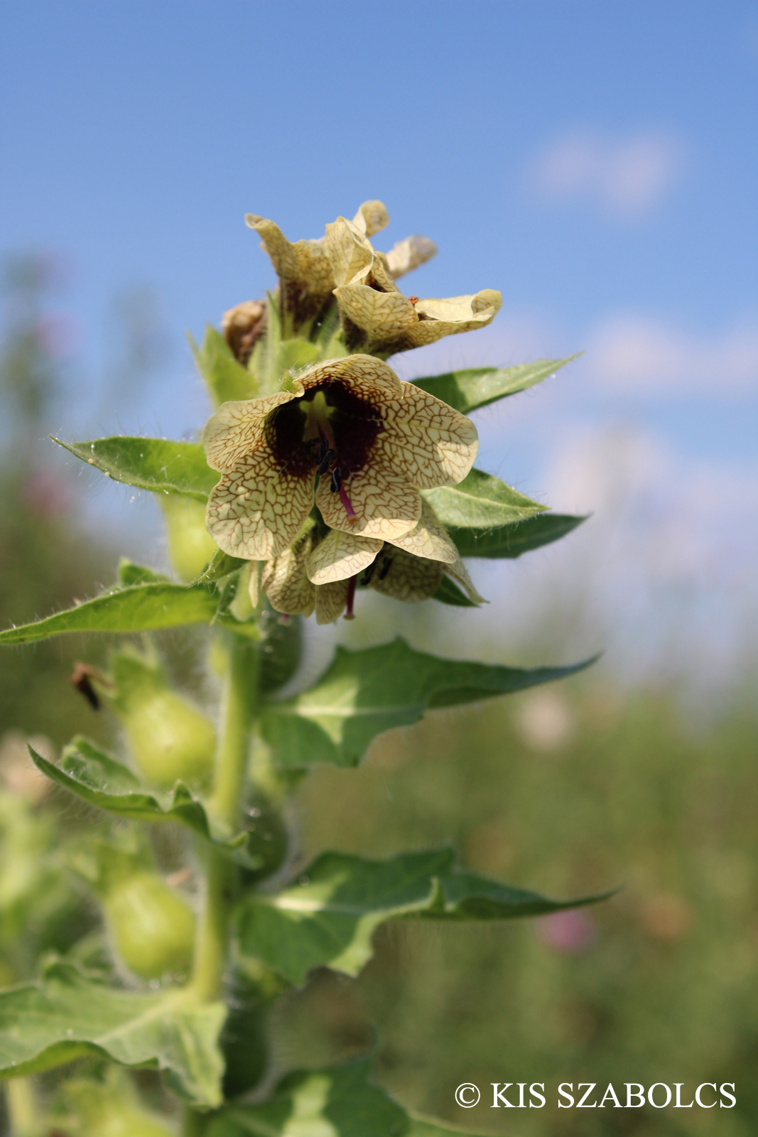 Hyoscyamus niger L.