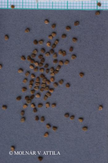 Hyoscyamus niger L. 3.Kép