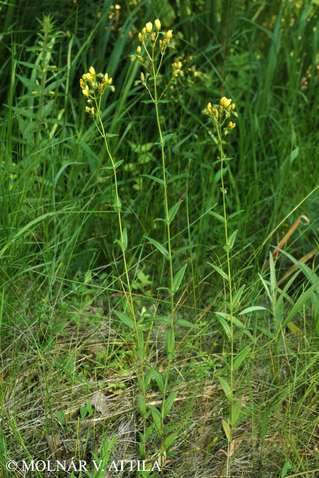Hypericum barbatum Jacq.