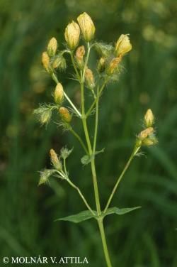 Hypericum barbatum Jacq. 2.Image