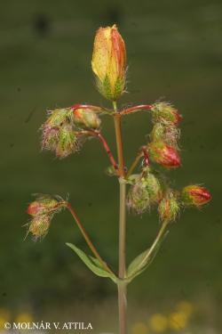 Hypericum barbatum Jacq. 3.Image