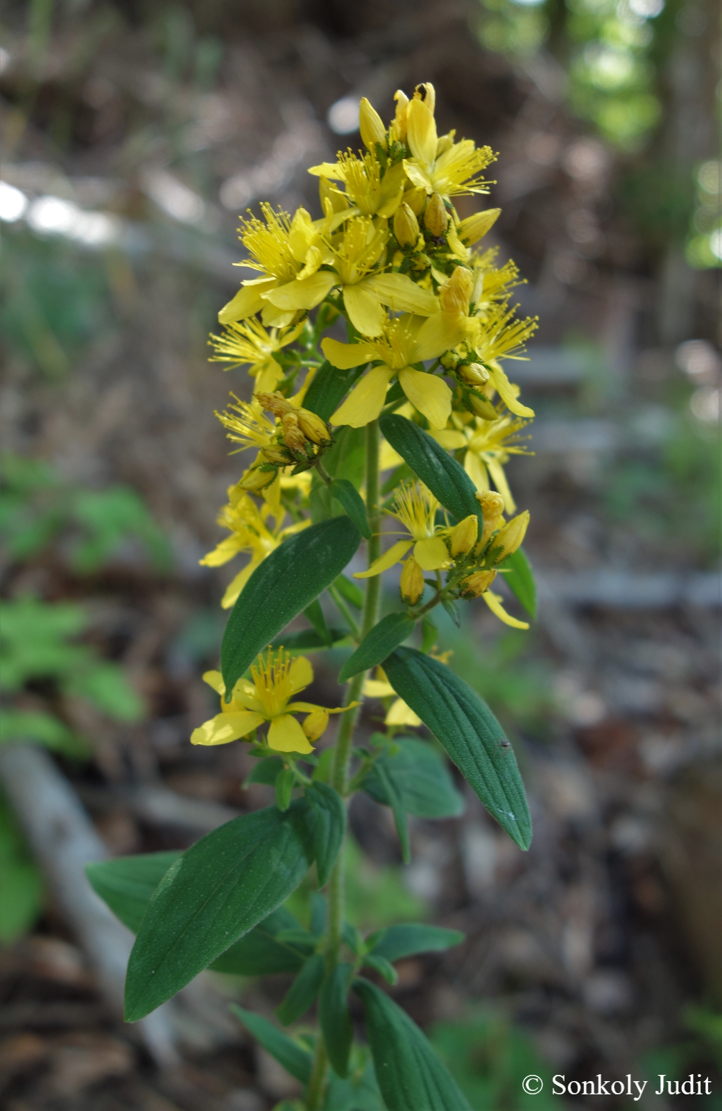Hypericum hirsutum L.