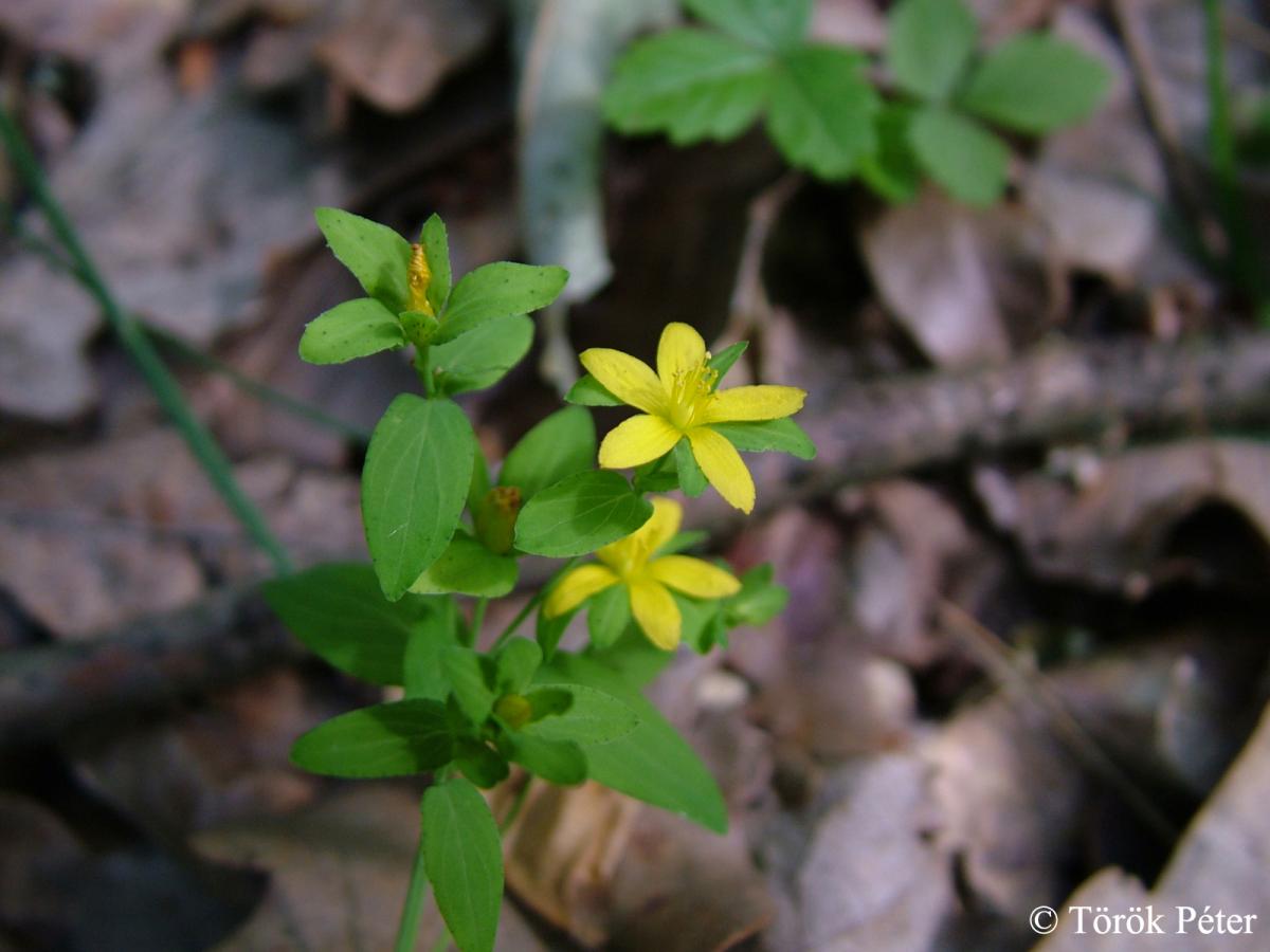 Hypericum humifusum L.