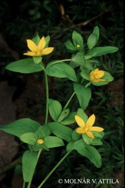 Hypericum humifusum L. 2.Image