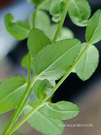 Hypericum humifusum L. 3.Kép