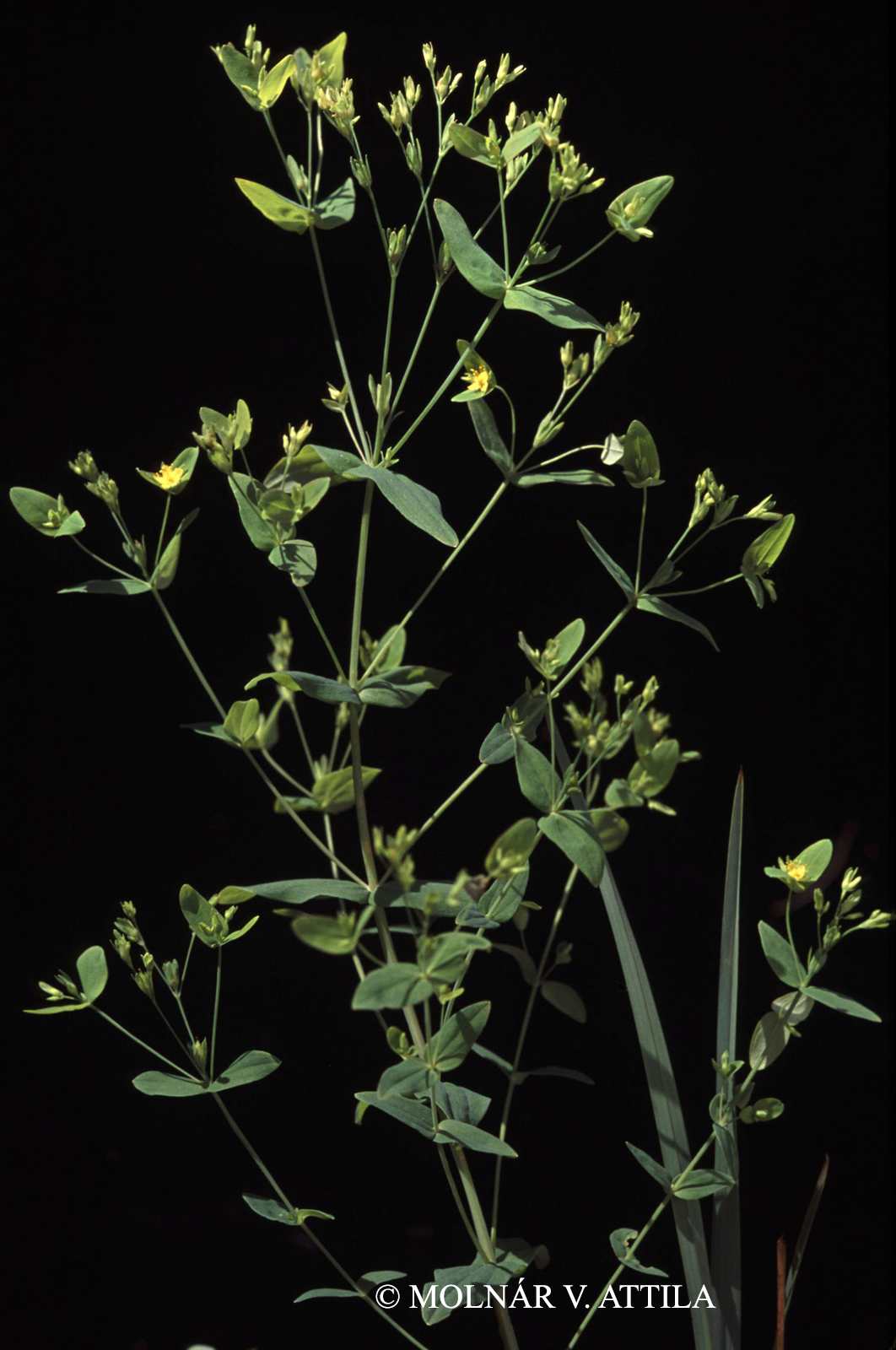Hypericum mutilum L.