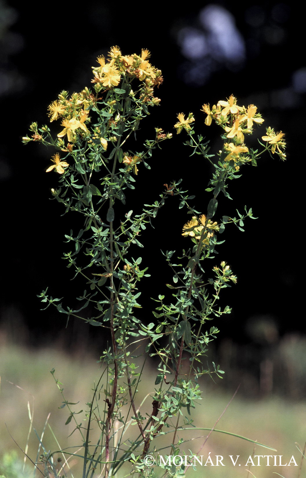 Hypericum perforatum L.