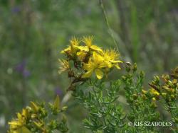 Hypericum perforatum L. 3.Image
