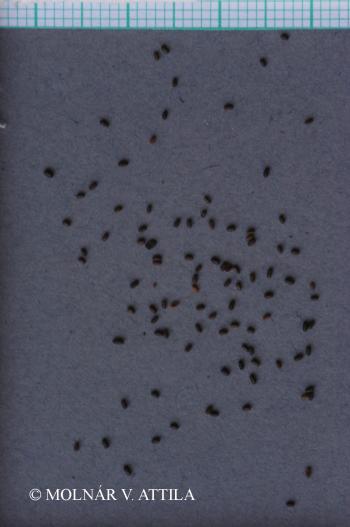 Hypericum perforatum L. 4.Image