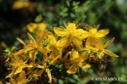 Hypericum perforatum L. 2.Image