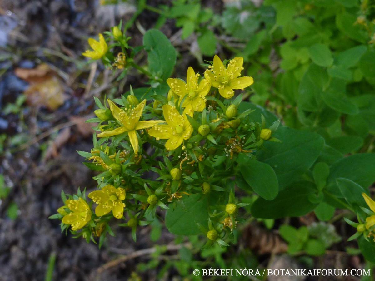 Hypericum tetrapterum Fr.