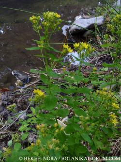 Hypericum tetrapterum Fr. 2.Image