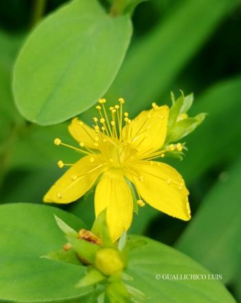 Hypericum tetrapterum Fr. 4.Kép