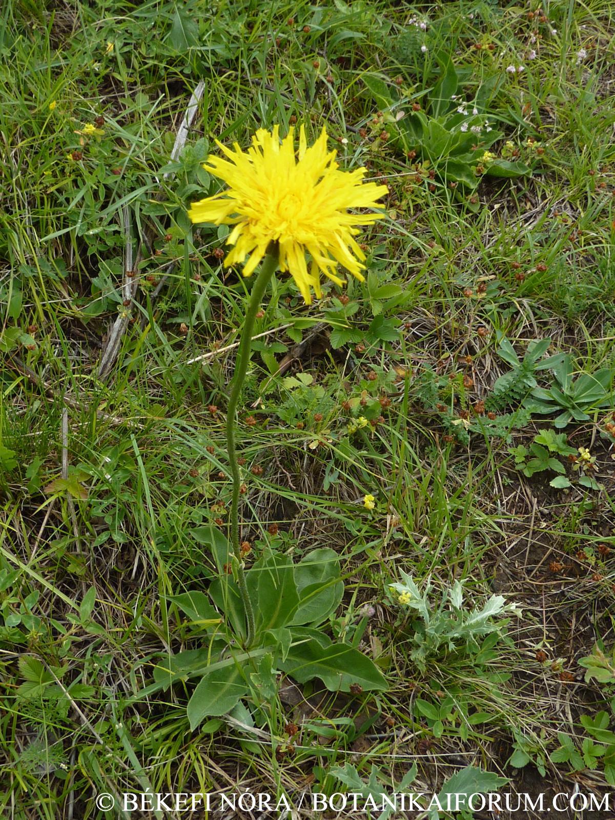 Hypochoeris maculata L.