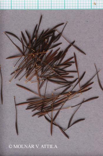 Hypochoeris maculata L. 3.Kép