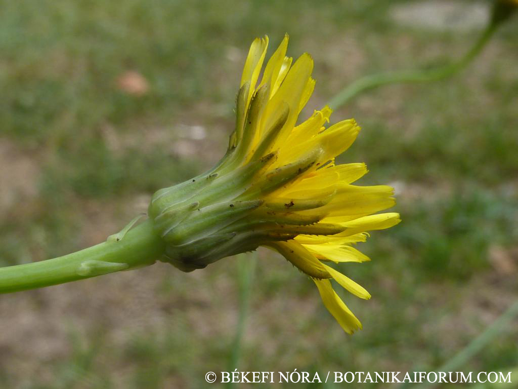 Hypochoeris radicata L.