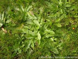 Hypochoeris radicata L. 2.Kép