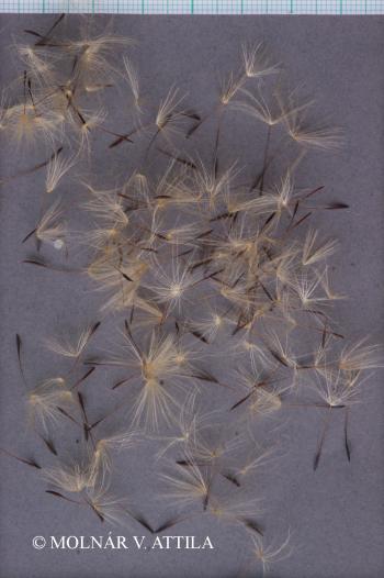 Hypochoeris radicata L. 3.Kép