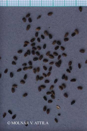Hyssopus officinalis L. 2.Image
