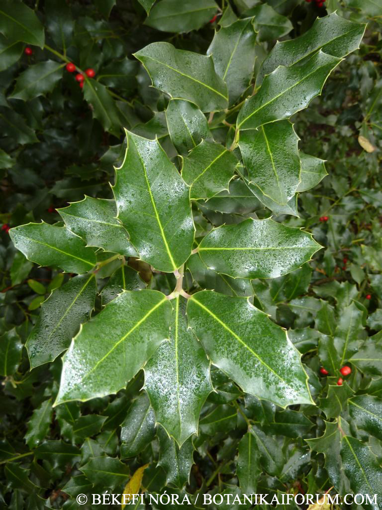 Ilex aquifolium L.