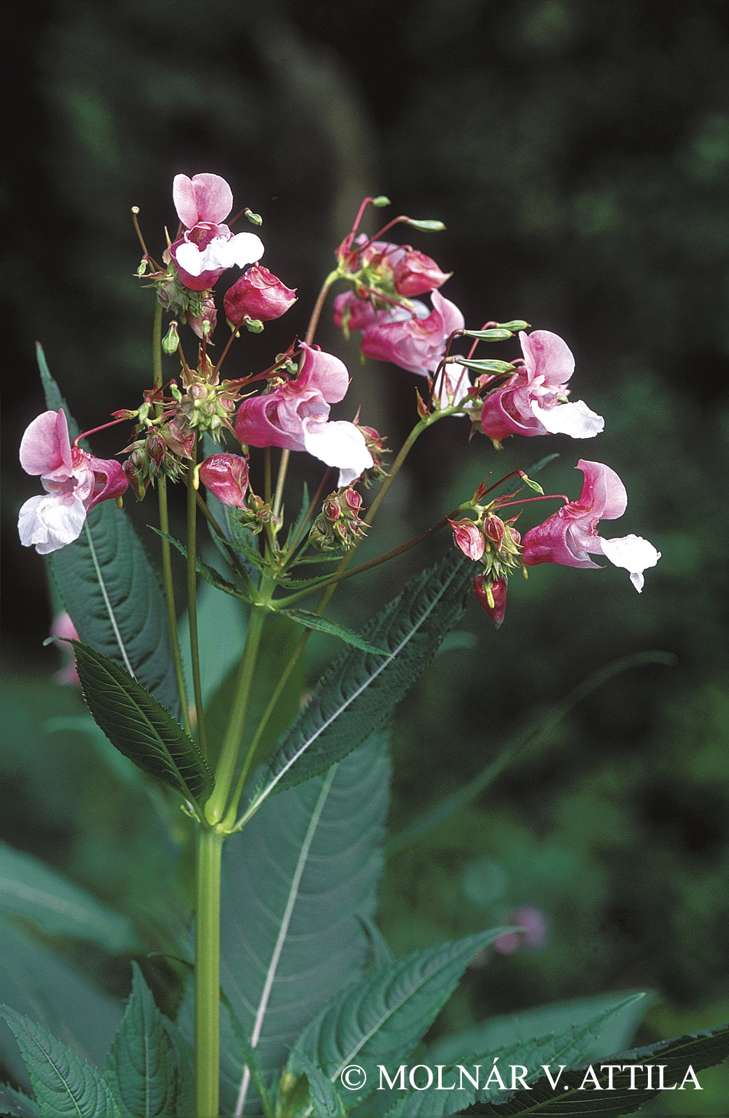 Impatiens glandulifera Royle