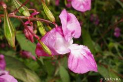 Impatiens glandulifera Royle 3.Kép