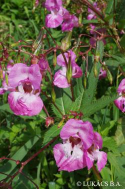Impatiens glandulifera Royle 2.Kép