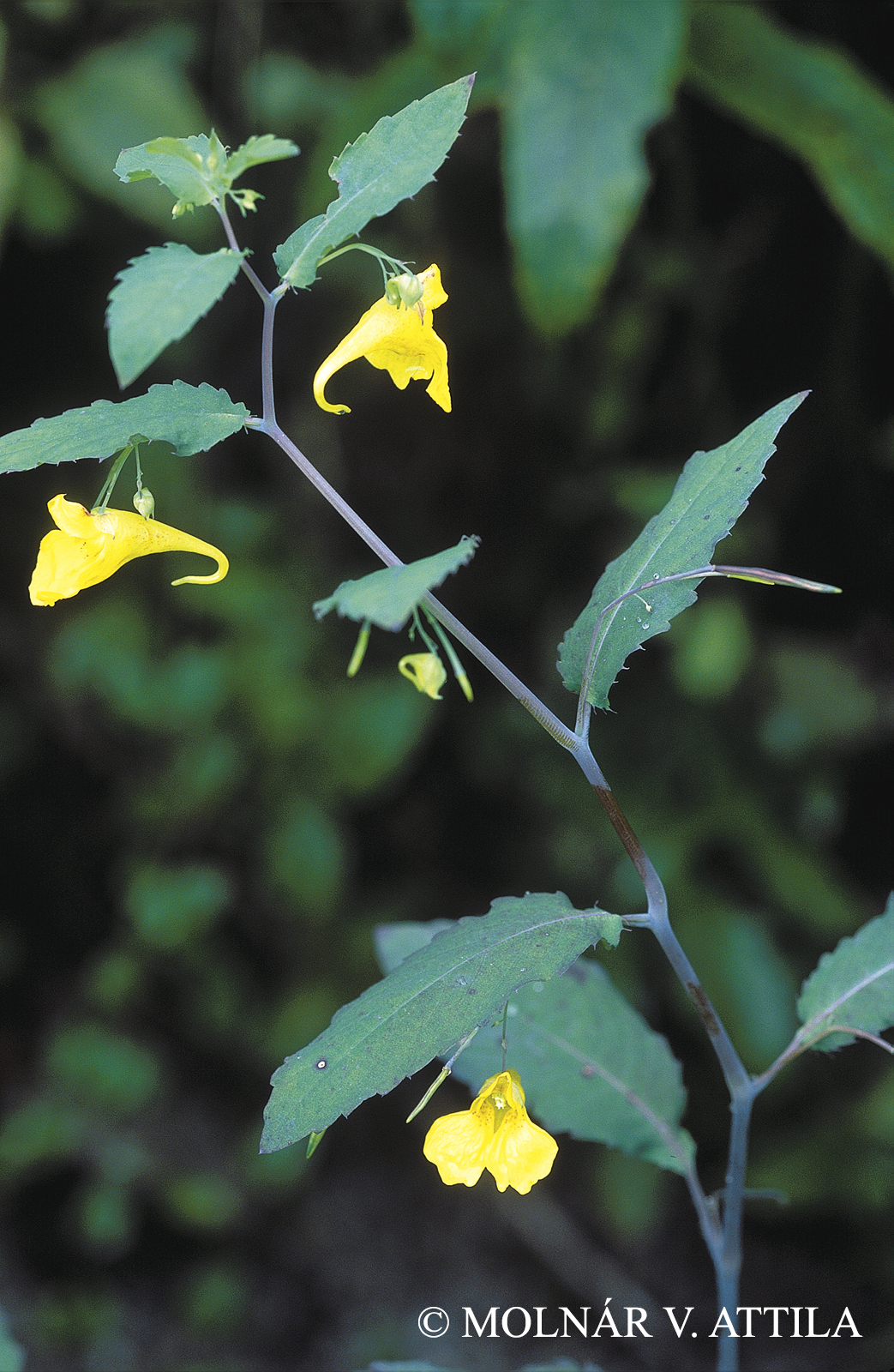 Impatiens noli-tangere L.