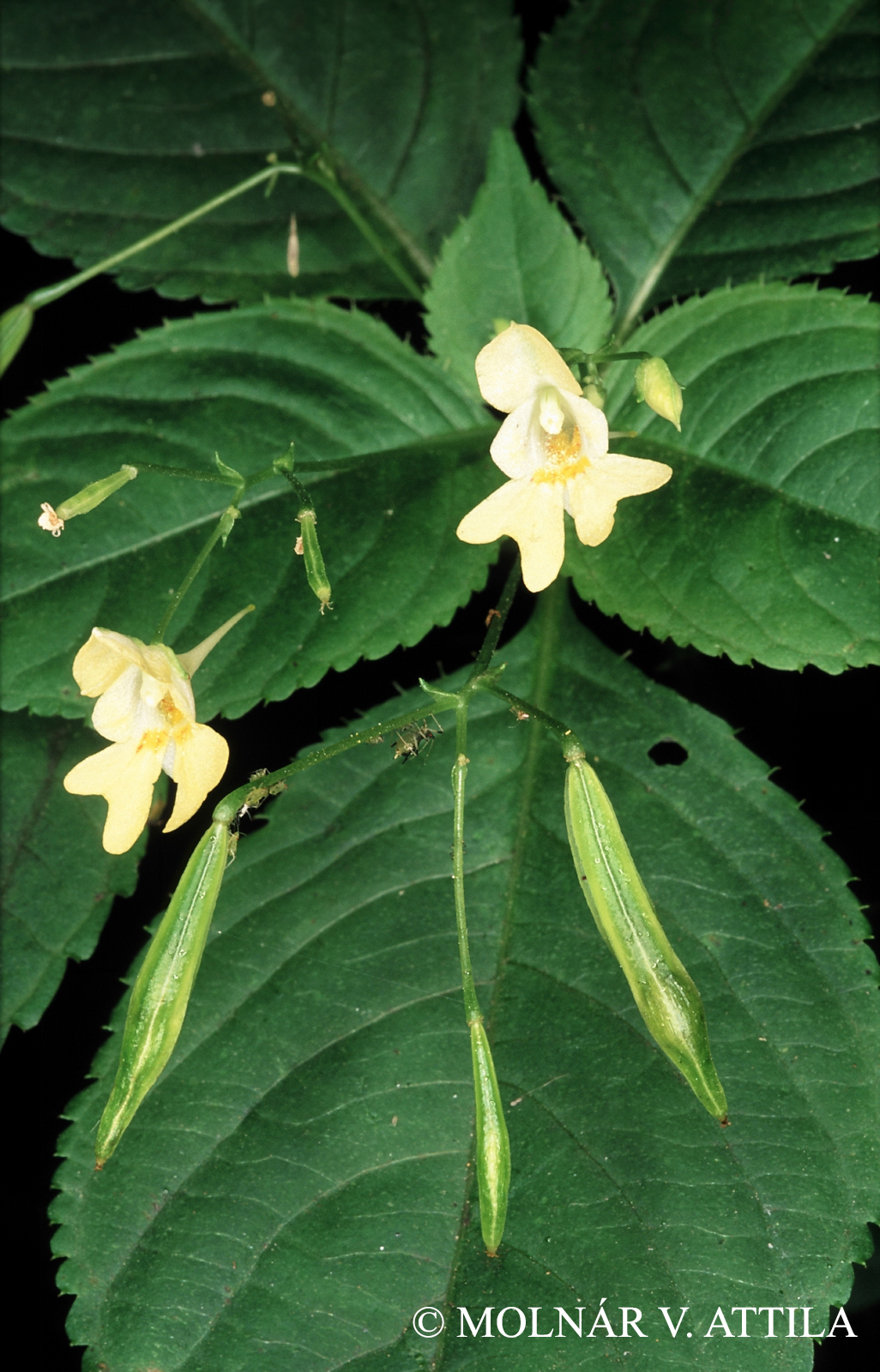 Impatiens parviflora DC.