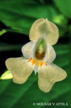 Impatiens parviflora DC. 2.Image
