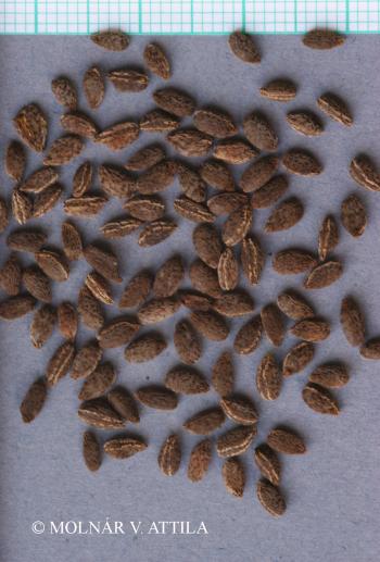 Impatiens parviflora DC. 3.Image