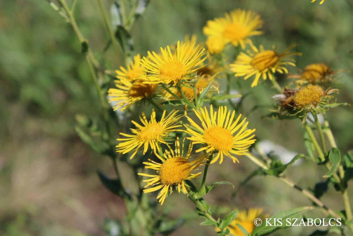 Inula britannica L.