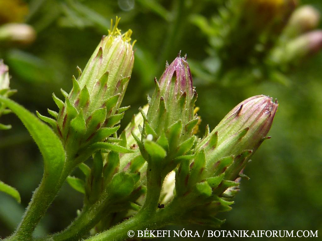 Inula conyza DC.