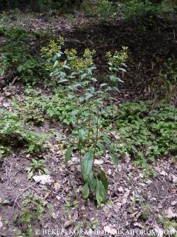 Inula conyza DC. 2.Kép