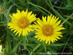 Inula ensifolia L. 2.Image