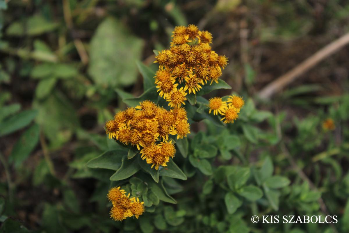 Inula germanica L.