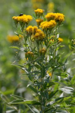 Inula germanica L. 2.Kép