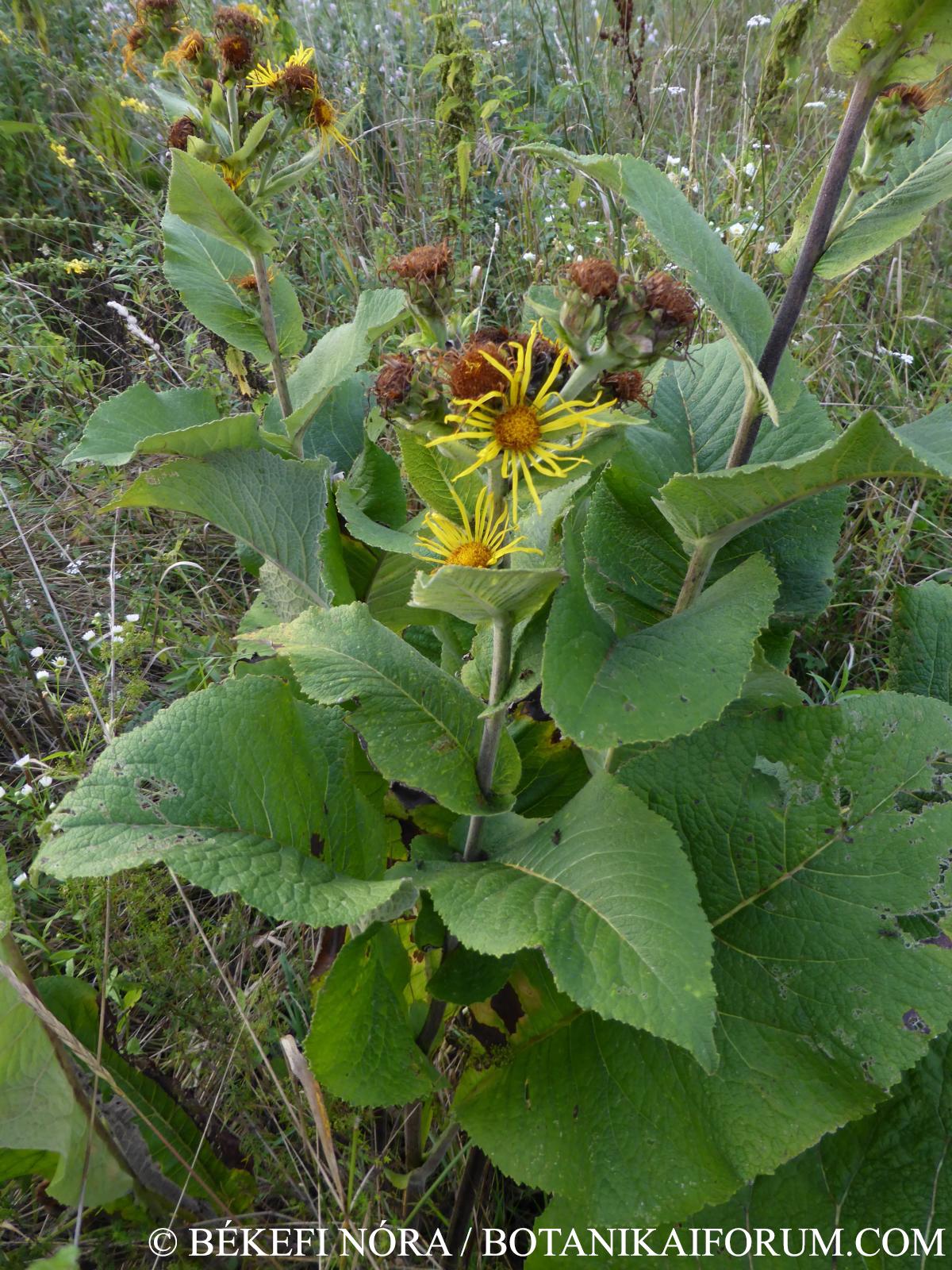 Inula helenium L.