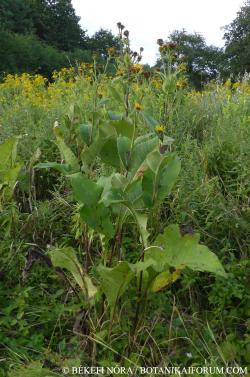 Inula helenium L. 2.Kép